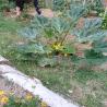 images/ovodakert/f5493ed4-cdb6-4c36-b746-4bdc7c87a946.jpeg